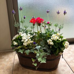 寄せ植え よせうえ 夏〜秋の寄せ植え 花ギフト...の詳細画像1