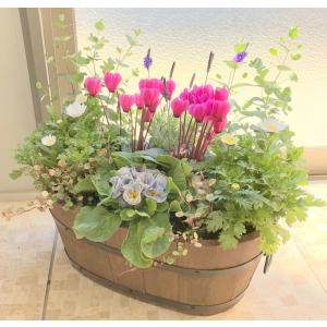 寄せ植え よせうえ 夏〜秋の寄せ植え 花ギフト...の詳細画像2