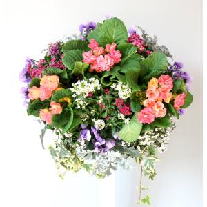 初夏の花 初夏の寄せ植え 初夏の寄植え 寄植え...の詳細画像3