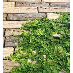 リシマキア ヌンムラリアオーレア 3号 3.5号 2.5号ロング