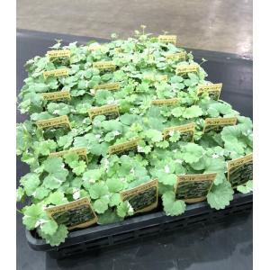 グレコマ グランドカバー 下草の苗 の商品一覧 苗 花 ガーデニング 通販 Yahoo ショッピング