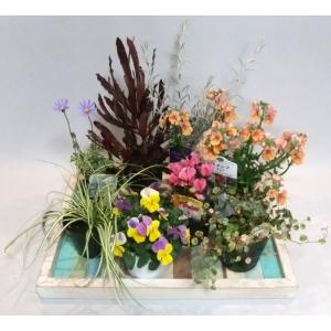 花苗 花の苗 春の花 寄植え 寄せ植え 春の寄...の詳細画像1