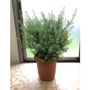 ウエストリンギア 斑入り ウエストリンギアスモーキーホワイト 8号 鉢