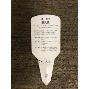 ユーカリ 銀丸葉 7号 常緑 庭木 丈夫 手入れ楽の詳細画像4