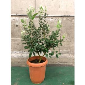 フェイジョア（スイベルRユニーク） 4寸ポット苗 ：果樹苗 : 日本花卉