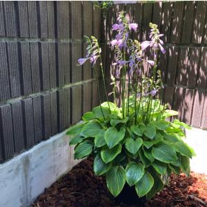 ホスタ（ギボウシ） 品種見計らいセット 5種5株 4号(12cm)ポット