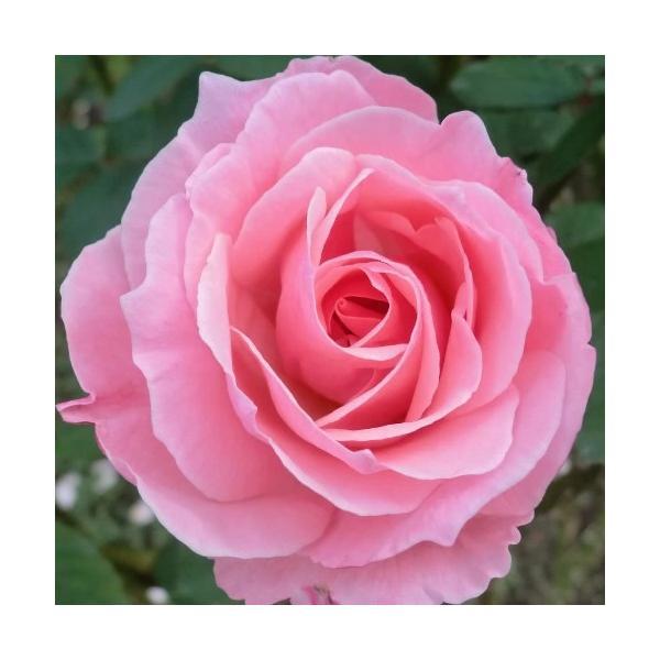 バラ苗　２年大株苗　クイーンエリザベス　大輪　４号鉢