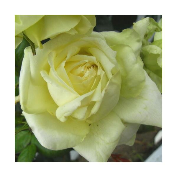 バラ苗　２年大株苗　エルフ　ノスタルジック　つる  ４号鉢