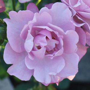 クリスマスローズ 開花苗 090 ピコティホワイト : 花郷園 KAGOEN