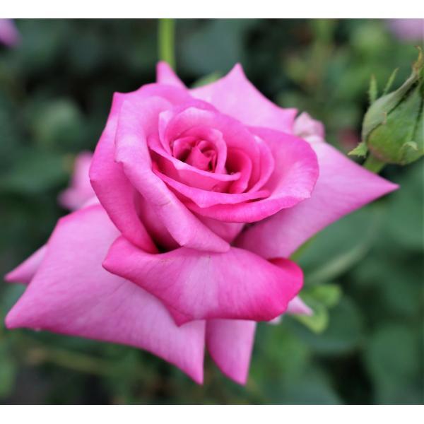 バラ苗　２年大株苗　パープルシャイン　大輪　４号鉢