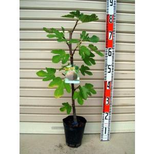 【ビオレドーフィン】 苗 イチジク [果樹苗木・無花果・いちじく]