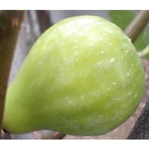 【ザ・キング】 苗 イチジク [果樹苗木・無花...の詳細画像2