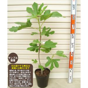 ザ キング】 1年生苗 イチジク ※納期指定：発送予定2027年1月