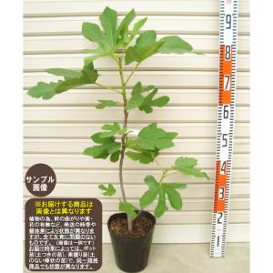 早生日本種】 1年生苗 イチジク ※納期指定：発送予定2026年