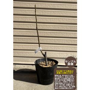 みかん 苗木 星タンゴール 15cmポット苗 ミカン 苗 蜜柑 : 苗通販店