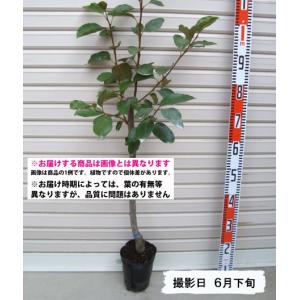 大房】 1年生接木苗 ※通常発送※ ビワ オオフサ [果樹苗木 枇杷 びわ