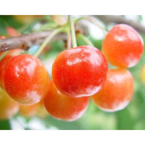 【絢のひとみ】 １年生接木苗 ジュンノヒトミ　サクランボ ※納期指定：発送予定２０２５年１２月中旬以...