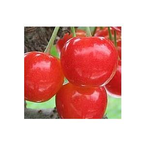 サクランボ 紅きらりPVP スーパー6（矮性台/コルトシックスR） 1株