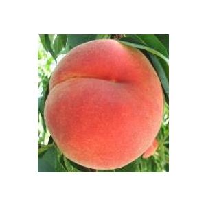 【はなよめ】 1年生接木苗 モモ ※納期指定:発...の商品画像