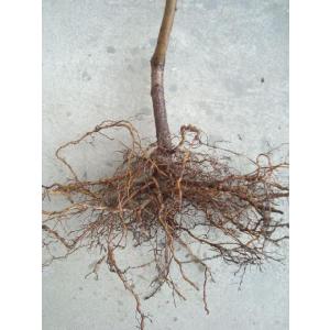 【はなよめ】 1年生接木苗 モモ ※納期指定:...の詳細画像2