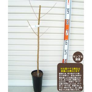 【なつおとめ】 1年生接木苗 モモ ※納期指定：発送予定２０２６年１２月中旬以降順次または通常発送※ [果樹苗木・桃・もも]