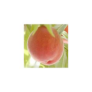 【日川白鳳】 １年生接木苗 ヒカワハクホウ　モモ※納期指定：発送予定２０２５年１２月中旬以降順次また...