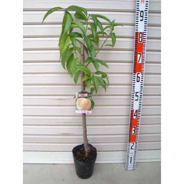 【日川白鳳】　接木苗　果樹苗木・もも・桃・モモ