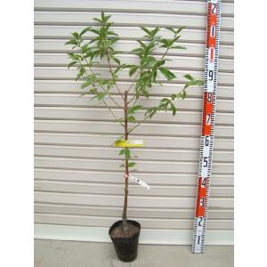 暁星】 接木苗 モモ [果樹苗木・桃・もも] : ガーデン