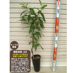 清水白桃】 接木苗 8号ポット モモ [果樹苗木・桃・もも] : ガーデン