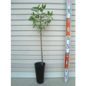 【アーモンド】 接木苗　アーモンド [果樹苗木・アーモンド]