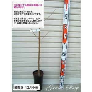 ヤマモモ 苗木 果樹 秀峰 秀光 メス木 雌 1年生 接ぎ木 4.5号 13.5cm