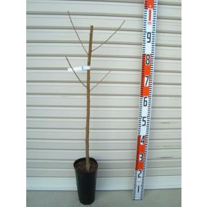 一宮水蜜】 1年生接木苗 イチノミヤスイミツ モモ ※納期指定：発送