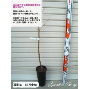 茶道具 花入 三重切 竹花入 (根付) : 茶道具 月香園 - 通販 - Yahoo