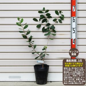 【ニキータ】 挿木苗 ２年苗 １等苗 フェイジョア [果樹苗木・パイナップルグァバ]