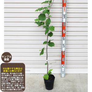 ヘーゼルナッツ苗木3本❗こちらで苗木選び発送します❗ ヘーゼルナッツ苗木3本❗こちらで苗木選び発送します❗