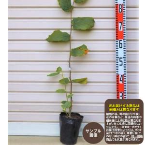 果樹苗 ヘーゼルナッツセット 2種2株 : 花と緑 国華園 - 通販 - Yahoo