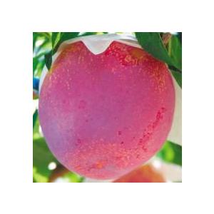 【貴陽】 1年生接木苗 キヨウ スモモ ※納期...の詳細画像1