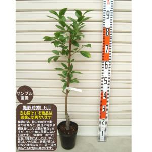 すもも(プラム)苗木 ハリウッド（紅葉すもも） : 植物・園芸専門店 花