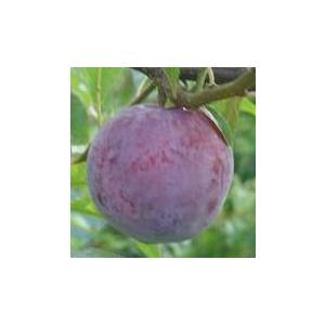 【太陽】 1年生接木苗 タイヨウ スモモ ※納...の詳細画像1