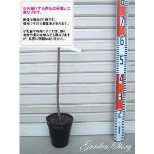 【コチェコ】 1年生接木苗 スモモ ※納期指定:...の商品画像