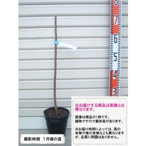 【サマーエンジェル】 1年生接木苗 スモモ ※納...の商品画像