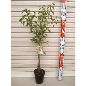 ジャンボ高田】 接木苗 ウメ [果樹苗木・梅・うめ] : ガーデン