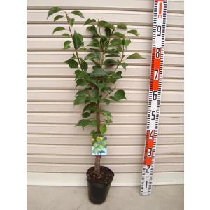 ジャンボ高田】 接木苗 ウメ [果樹苗木・梅・うめ] : ガーデン