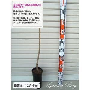 【ジャンボ高田】 １年生接木苗 ジャンボタカダ　ウメ ※納期指定：発送予定２０２６年３月中旬以降順次または通常発送※ [果樹苗木　梅　うめ]