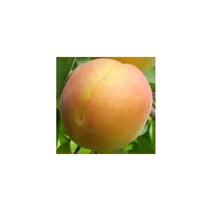 【ハーコット】 接木苗 アンズ [果樹苗木 杏...の詳細画像2