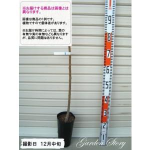 【ニコニコット】 1年生接木苗 アンズ ※納期指...の商品画像