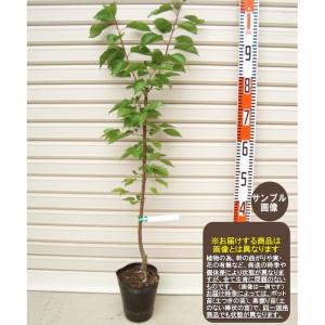 なつたより】 4年生接木苗 大苗 ビワ ※通常発送※ [果樹苗木 枇杷 びわ
