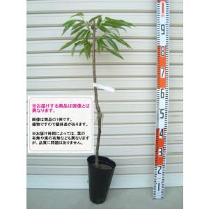 栗の苗木 天津甘栗 果樹の苗木 4号/1個売り 栗苗 栗の苗 栗の木 くりの