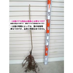 接木苗予約受付中　❗️‼️ 接木苗予約受付中 ❗️‼️ こだわり接木苗 ｜ valor-navi バローナビ