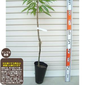 チャンドラポメロ】 素掘り苗 1年生接木苗 雑柑 ※納期指定:発送予定